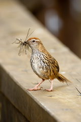 Poodytes punctatus punctatus