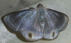 Tasta elliptica
