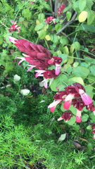 Justicia brandegeeana