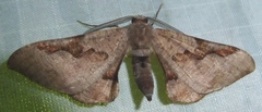 Hypochrosis pyrrhophaeata