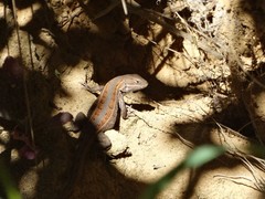 Sceloporus subniger