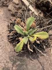 Plantago hispida