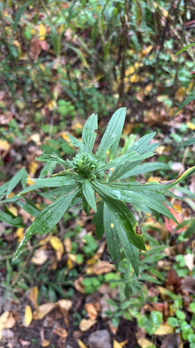Unknown species found near Centennial Woods, Burlington, VT, US
