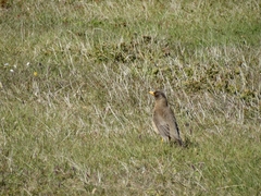Turdus falcklandii falcklandii
