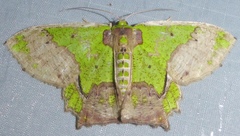 Agathia codina