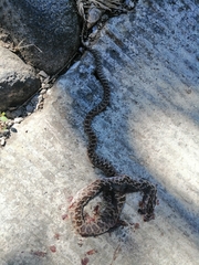 Senticolis triaspis intermedia