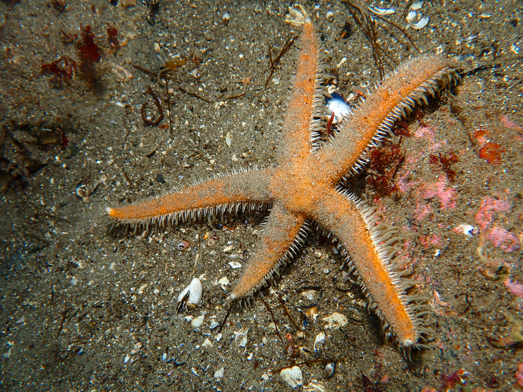Luidia sarsii