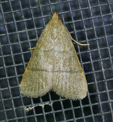 Hypsopygia nostralis