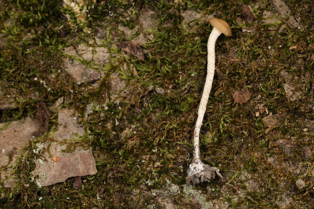 Cuphophyllus sp. 'russocoriaceus-NY01'