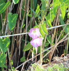 Ipomoea sagittata