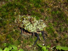 Liphistius malayanus