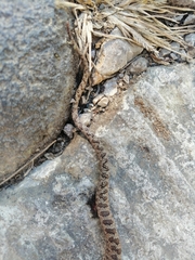 Senticolis triaspis intermedia