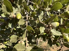 Quercus × acutidens