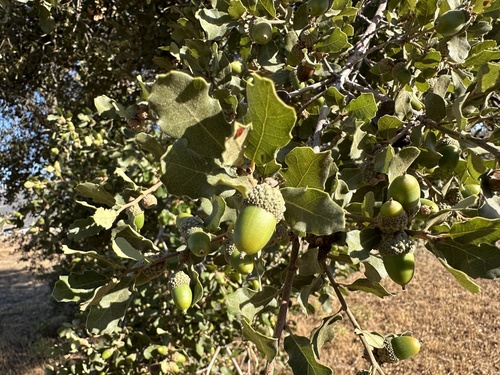 Quercus × acutidens, photograph 1