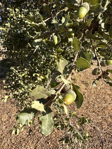 Quercus × acutidens, photograph 2
