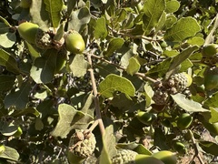 (c) Eric Alan Isaacson, some rights reserved (CC BY) Quercus × acutidens, photograph (c) Eric Alan Isaacson, some rights reserved (CC BY)