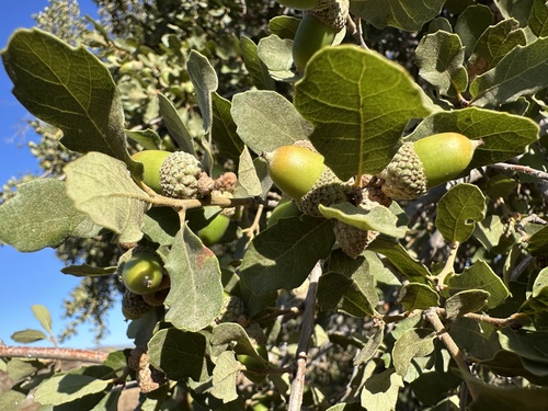 Quercus × acutidens, photograph 4