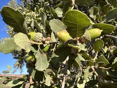 (c) Eric Alan Isaacson, some rights reserved (CC BY) Quercus × acutidens, photograph (c) Eric Alan Isaacson, some rights reserved (CC BY)