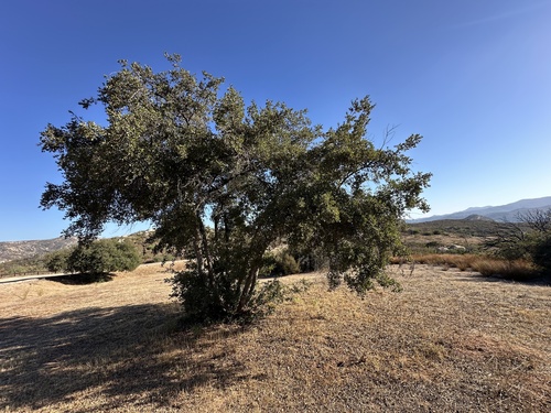 Quercus × acutidens, photograph 5