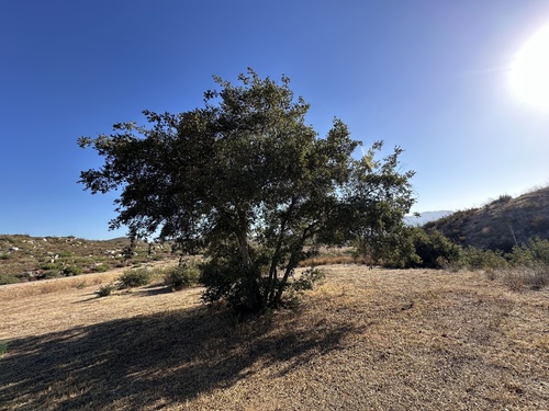 Quercus × acutidens, photograph 6