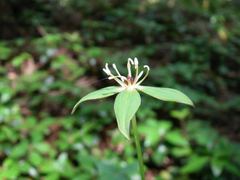 Paris tetraphylla