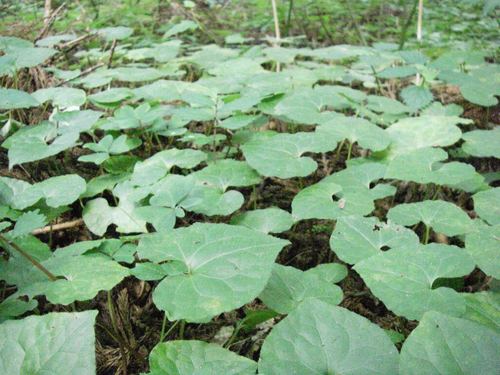 Asarum caulescens, photograph 3