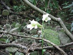 Cardiocrinum cordatum