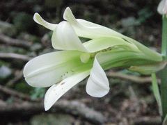 Cardiocrinum cordatum