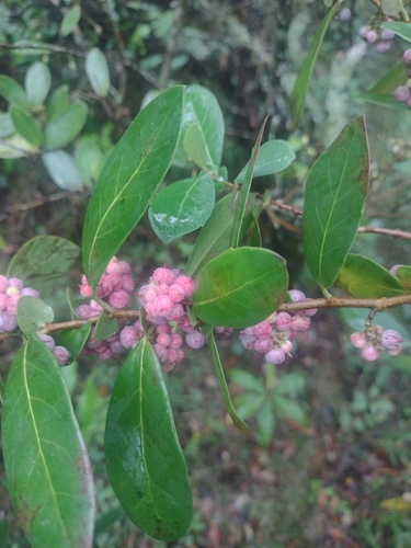 Azara uruguayensis, photograph 4
