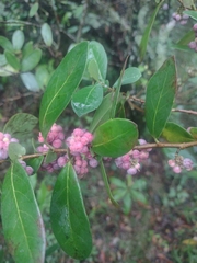 author not stated, no rights reserved Azara uruguayensis, photograph author not stated, no rights reserved