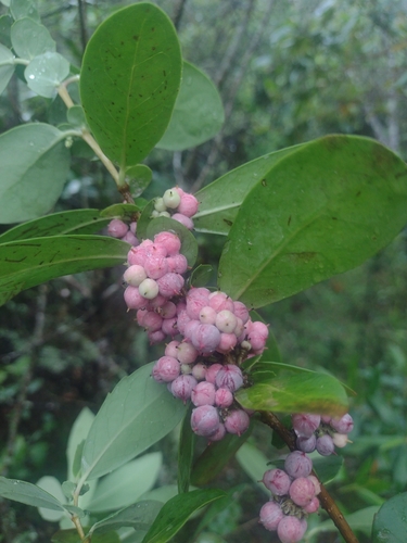 Azara uruguayensis, photograph 5