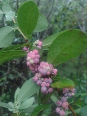 author not stated, no rights reserved Azara uruguayensis, photograph author not stated, no rights reserved