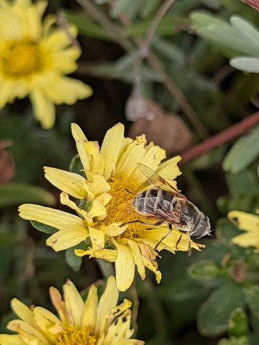 Unknown species found near Manhattan, KS, USA