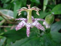Tricyrtis affinis