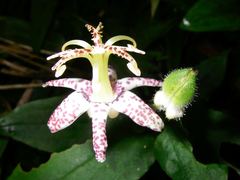 Tricyrtis affinis