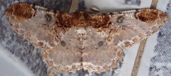 Amraica solivagaria