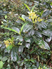 Palicourea lineariflora