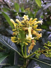 Palicourea lineariflora