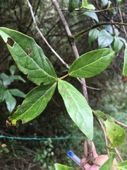 Viburnum triphyllum