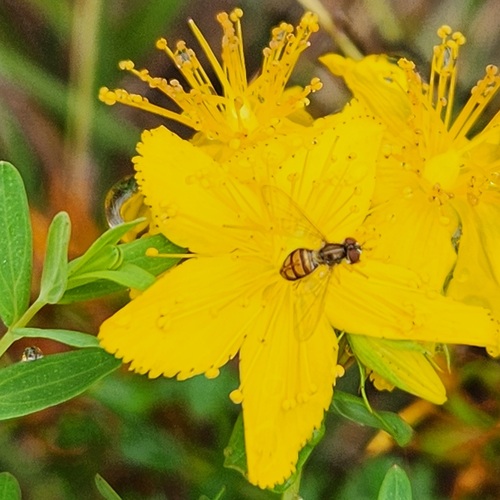 Unknown species found near Stevens Point, WI, USA