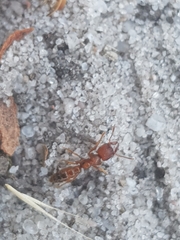 Amblyopone ferruginea