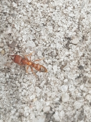 Amblyopone ferruginea