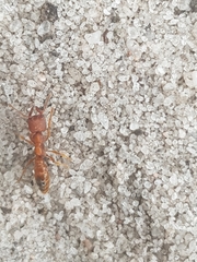 Amblyopone ferruginea