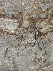 Atrypanius conspersus