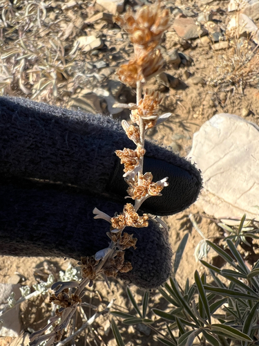 timberline sagebrush (Artemisia rothrockii)