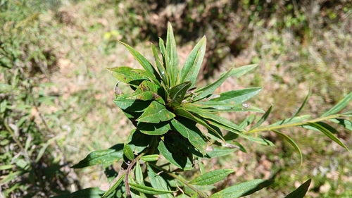 Unknown species found near Elizabethton, TN, USA