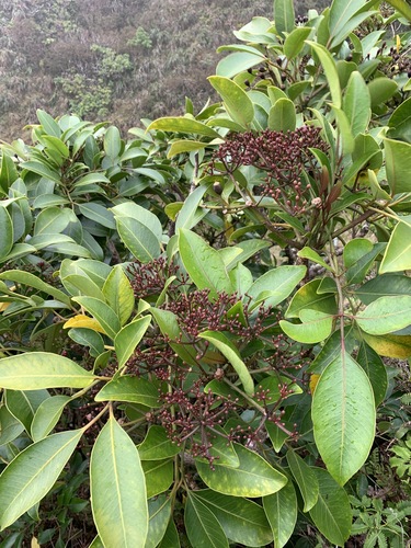 Polyscias bisattenuata, 2021-04-07