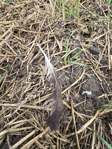 Plume de Busard Saint-Martin