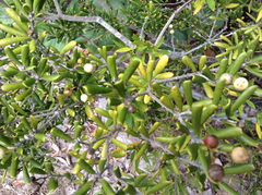 Jacquinia keyensis