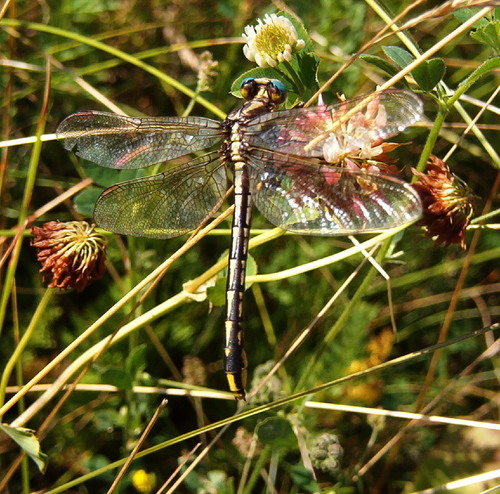 Pronghorn Clubtail photo 5